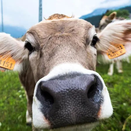 Maison Boutique Fior D'alpe 4* Sappada