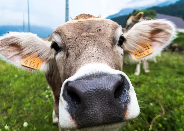 Maison Boutique Fior D'alpe 4* Sappada